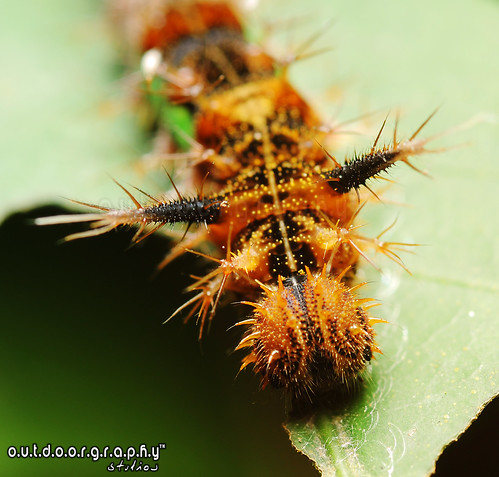 The Thorny Devil (Yes, its a caterpillar)