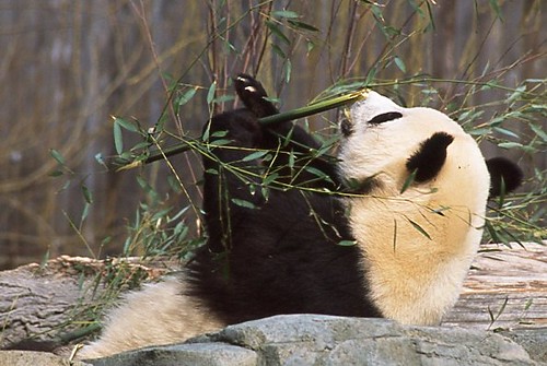 Playful Panda with Bamboo