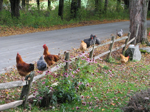 Fence Chickens