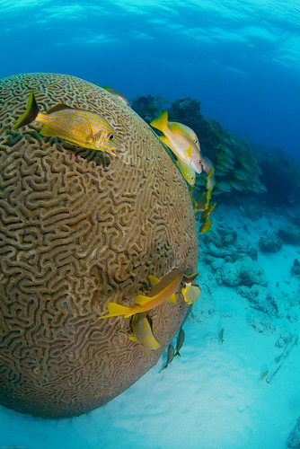 The Big Brain Coral at Snapper Ledge