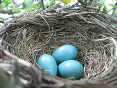 robin eggs update