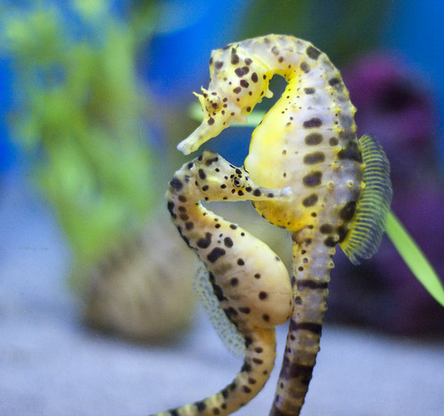 Seahorse Couple by San Diego Shooter
