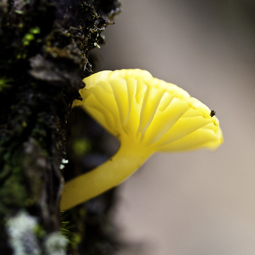 Yellow Mushroom 蕈類