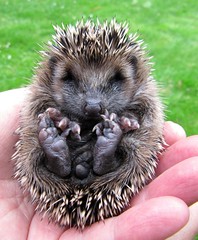 The baby hedgehog orphan