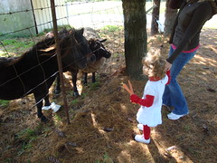 Feeding The Horses & Sheep