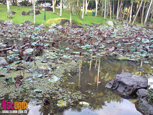 So depressing to look at this Bishan Park lotus pond