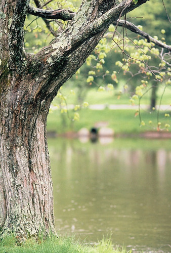 Tree by the Pond