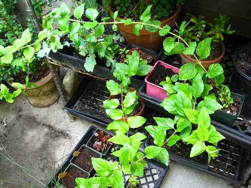 2009-08-01 garden; Keckilla cordifolia