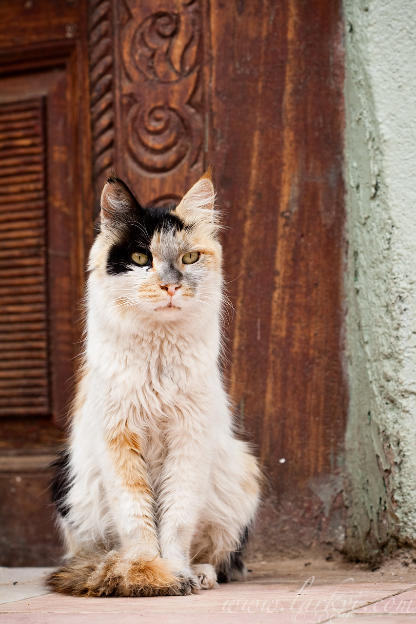Cat #1, Harar, Ethiopia, July 2009