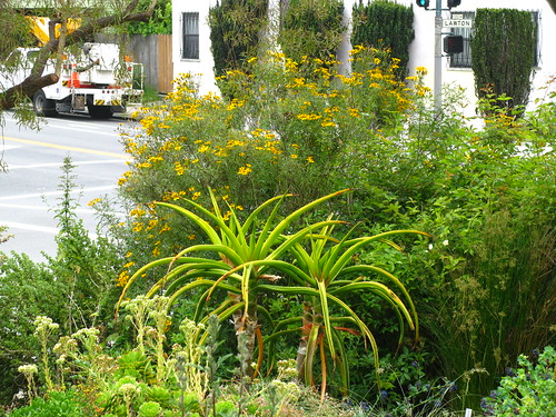 Garden for the Environment, San Francisco, CA.