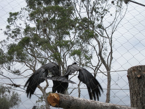 Condor wings