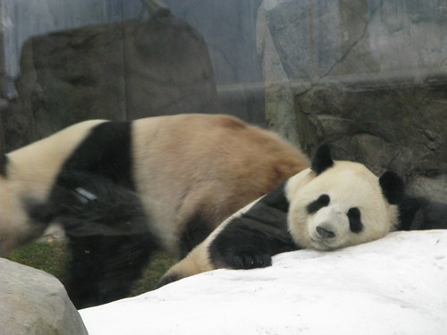 169-熊貓B經過...熊貓A繼續躺著...