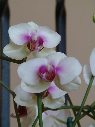 my orchids are in bloom