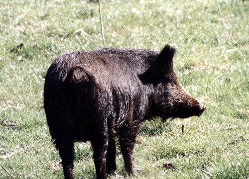 wild animals pictures with names. Wild pig by Brian Murphy,