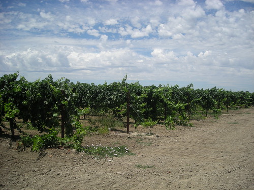 Clarksburg Vines