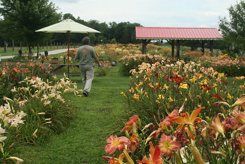 Windy Ridge Farm and Daylily Garden