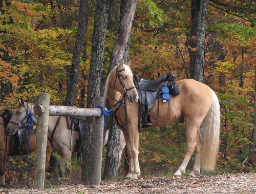 Horses await riders
