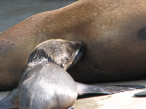 first baby sea lion in 111 years