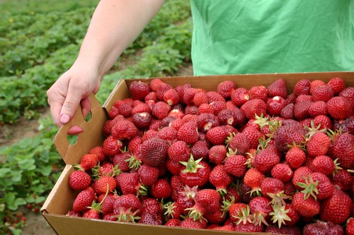 Box of freshly picked strawberries on Sauvie Island