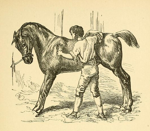 Equus et Equiso