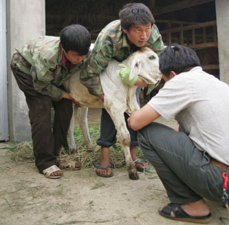 JIAN HUO tends to a calf with a leg injury