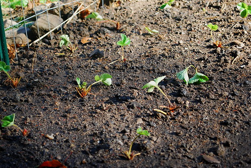 planting strawberries 2
