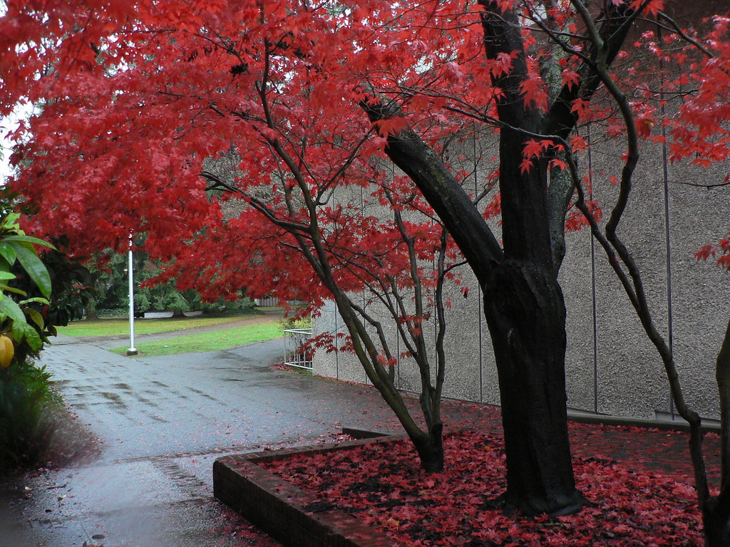Beautiful Autumn at UVIC