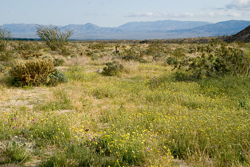 View of the Desert from Coyote Canyon