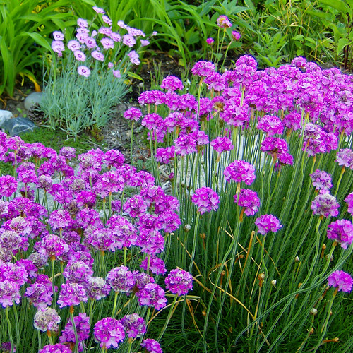 Chives and Pinks