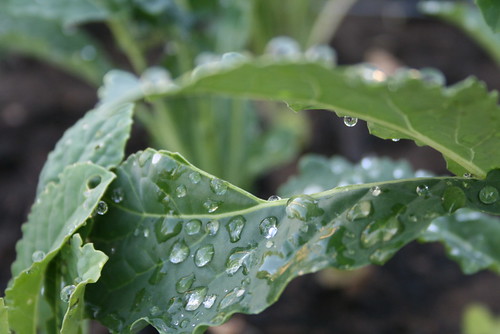 watered kale