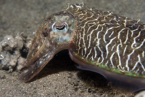 Cuttlefish face