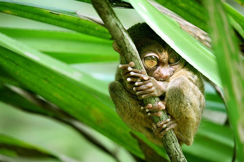 tarsier-philippines-02 by you.