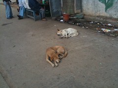 Dogs sleeping on the street in India (taken during Adams recent business trip)