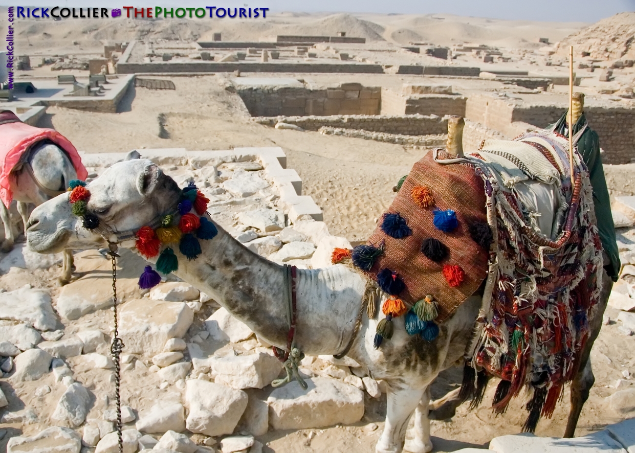 A camel waits to give a tourist a ride at the funerary complex of Djoser at Saqqara, near Cairo, Egypt.