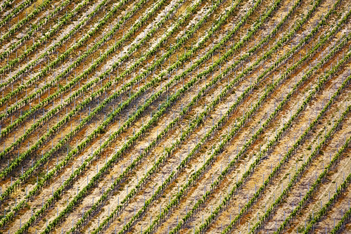 Vineyard Pattern