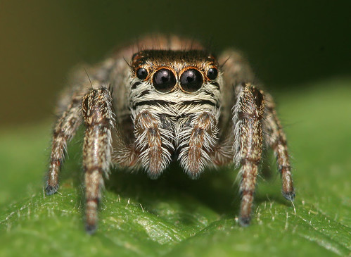 フリー写真素材|動物|陸上生物（その他）|蜘蛛・クモ|ハエトリグモ|