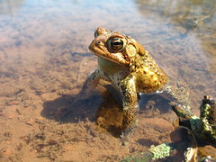 American toad? (Bufo americanus) by Gare and Kitty