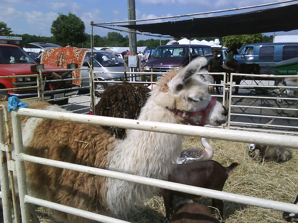 llama at the 7 mile fair?
