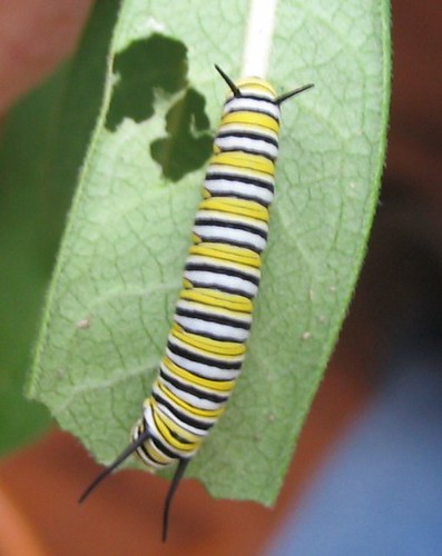monarch caterpillar 