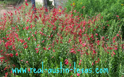 Austin Things to Do - Lady Bird Wildflower Center - Austin Texas