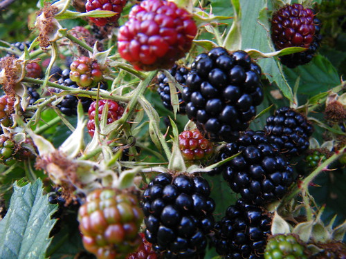 blackberries!