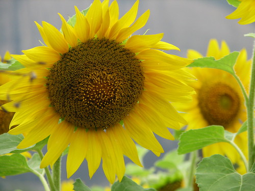 Beautiful sunflowers on the way