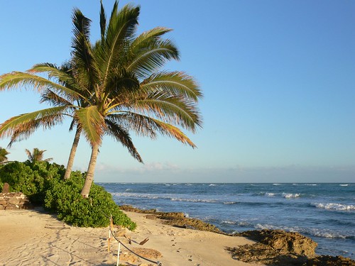 Oceanside Palms