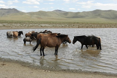 gobi desert, mongolia