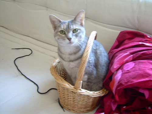 She much prefers to travel by basket, or not at all.
