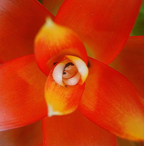 Blazing Orange and gold Bromeliad, white cup and black stamens
