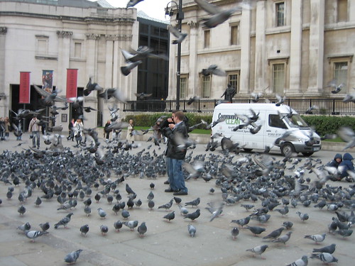 Pigeons, Trafalgar Square 03