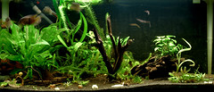 Aquaone 1: finally starting to look planted again