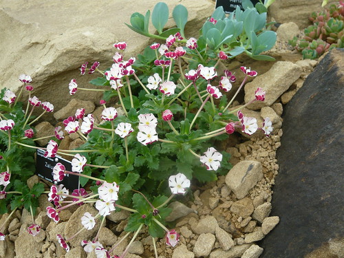 Zaluzianskya Ovata planted with Succulents