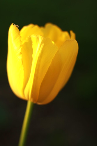 tulip 051
